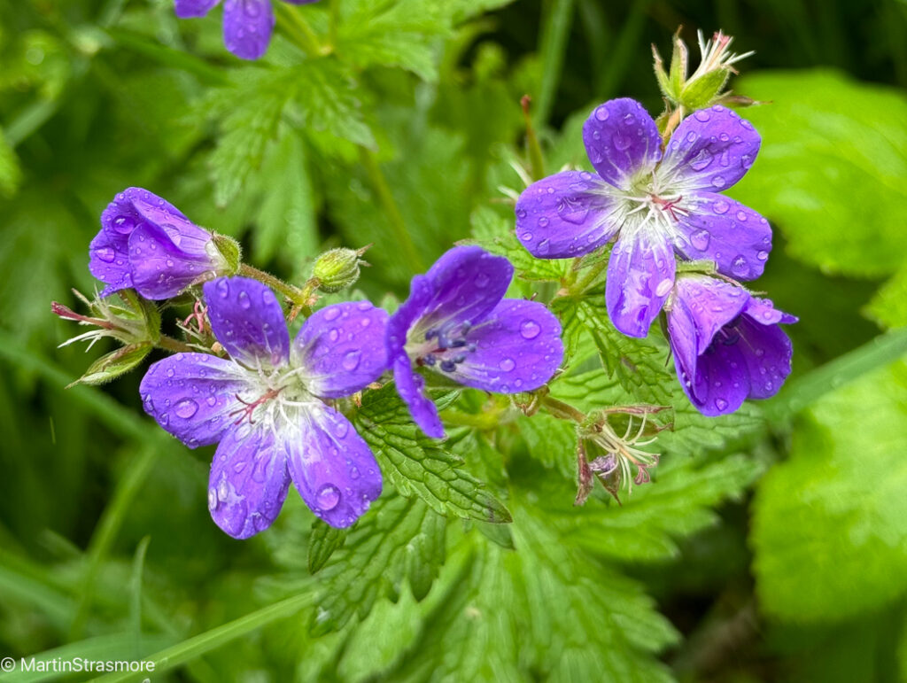 Alpine flowers delight